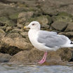 Thayer's Gull